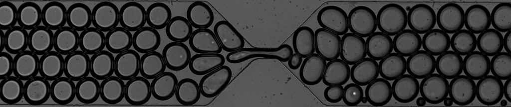 Figure 3 - Flow of foam through a gradual contraction and expansion in a microfluidic channel