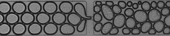 Figure 4 - Flow of foam through a sudden contraction and expansion in a microfluidic channel